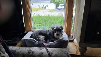 Pepper -  Wirehaired Terrier Dog for Adoption in Portland, Maine - Pepper | PetCurious