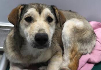 Shepherd Dogs Available for Adoption - Elaine | PetCurious