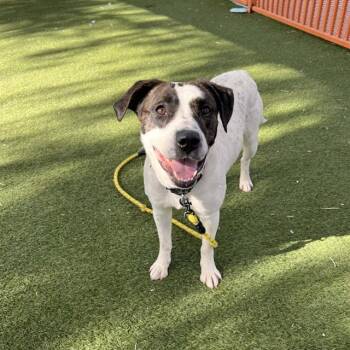 Pit Bull Terrier Dogs Available for Adoption in Las Vegas, Nevada - PEDI | PetCurious