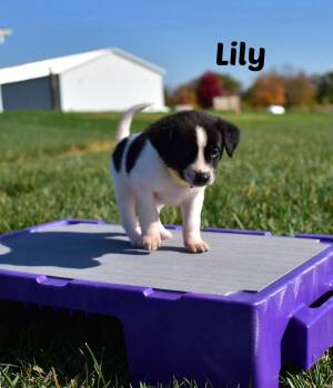 Rescue Border Collie and Labrador Retriever Dogs for Adoption in Seymour, Indiana - Lily | PetCurious