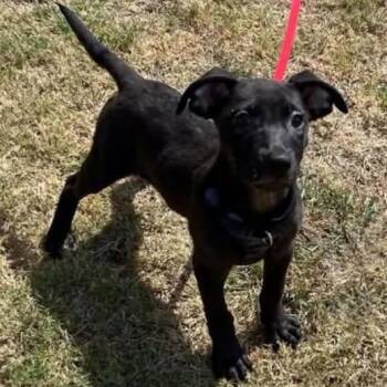 Klaus -  Labrador Retriever and Shepherd Dog for Adoption in Traverse City, Michigan - Klaus | PetCurious