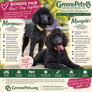 Marigold -  Standard Poodle Dog for Adoption in Greeneville, Tennessee - Marigold | PetCurious