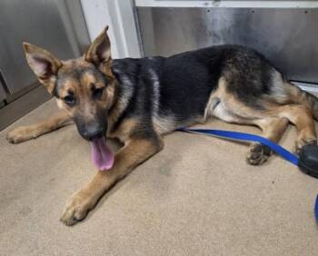 German Shepherd Dog Dogs Available for Adoption in Norco, California - SAM | PetCurious