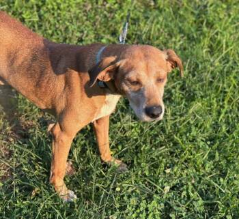Rescue Hound Dogs for Adoption in Louisville, Kentucky - Hunter | PetCurious