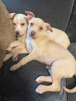 Chihuahua Dogs Available for Adoption - LIL ZIG | PetCurious