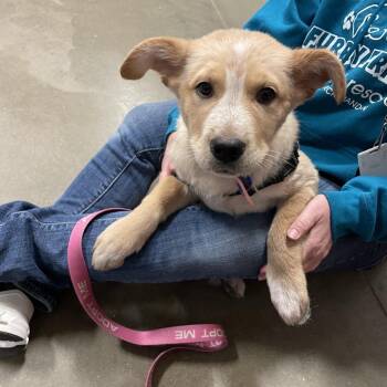 Ruby aka Rose -  Mixed Breed Dog for Adoption in Bismarck, North Dakota - Ruby Aka Rose | PetCurious