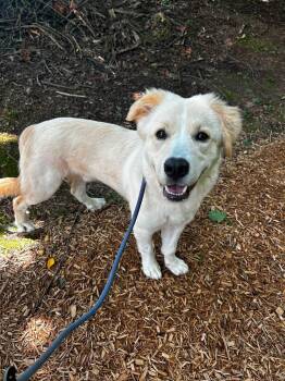 Memphis -  Great Pyrenees Dog for Adoption in Myerstown, Pennsylvania - Memphis | PetCurious
