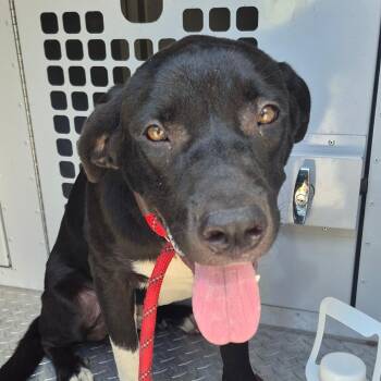 8/26/26-Stray-BenningDellDrive -  Mixed Breed Dog for Adoption in Columbus, Georgia - 8/26/26-Stray-BenningDellDrive | PetCurious