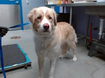 Great Pyrenees and Poodle Dogs Available for Adoption in Albuquerque, New Mexico - OLIVER | PetCurious