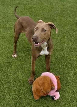 Lilac -  Mixed Breed Dog for Adoption in Fort Worth, Texas - Lilac | PetCurious