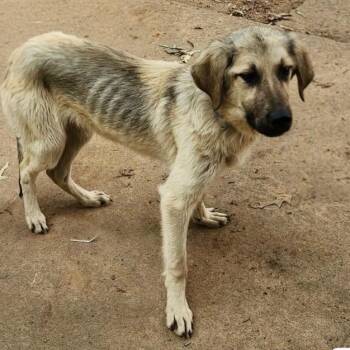 Turner (foster to adopt) -  Anatolian Shepherd and Labrador Retriever Dog for Adoption - Turner (foster To Adopt) | PetCurious