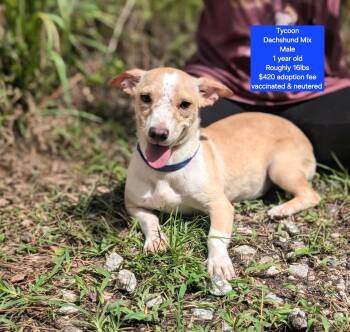 Tycoon -  Dachshund Dog Available for Adoption in Oviedo, Florida - Tycoon | PetCurious
