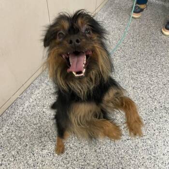 Ace -  Yorkshire Terrier Dog for Adoption in Chicago, Illinois - Ace | PetCurious