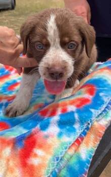 Kiwi -  Cattle Dog Dog Available for Adoption in Temple, Texas - Kiwi | PetCurious