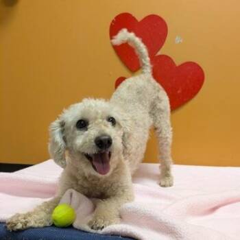 Luna Tuna -  Miniature Poodle Dog for Adoption in Bellingham, Washington - Luna Tuna | PetCurious