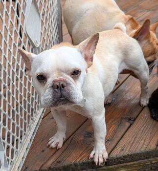 Rescue French Bulldog Dogs for Adoption in Benton, Kansas - Sonny | PetCurious