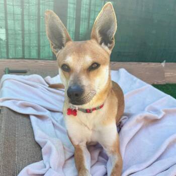 Carolina Dog Dogs Available for Adoption - Kevin | PetCurious