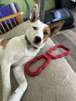 Rescue Australian Cattle Dog Blue Heeler Dogs for Adoption in Estherville, Iowa - Roscoe | PetCurious