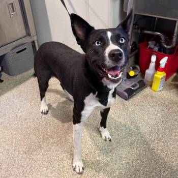 Oreo -  Border Collie and Siberian Husky Dog for Adoption in San Gabriel, California - Oreo | PetCurious