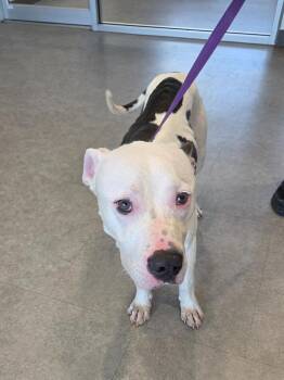 Wyatt -  Mixed Breed Dog Available for Adoption in Bossier City, Louisiana - Wyatt | PetCurious