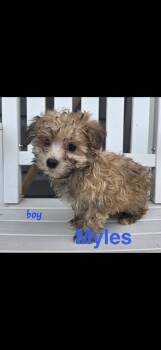 Havanese Dogs Available for Adoption in Semmes, Alabama - Myles  | PetCurious