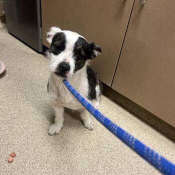 Gustavo -  Terrier Dog for Adoption in Bristol, Indiana - Gustavo | PetCurious