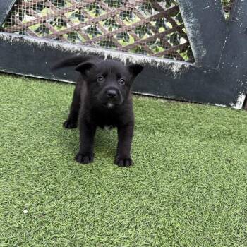 Shepherd Dogs Available for Adoption in Loxahatchee Groves, Florida - Baloo 9891 | PetCurious