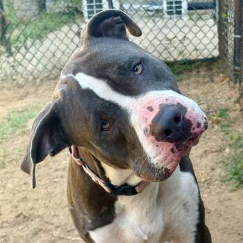 Jasper -  Terrier Dog for Adoption in Worcester, Massachusetts - Jasper | PetCurious