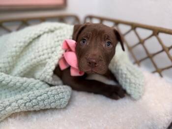 Pit Bull Terrier and Labrador Retriever Dogs Available for Adoption - Pj Sweets | PetCurious