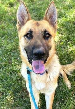 TOMATO -  German Shepherd Dog Dog for Adoption in Sacramento, California - TOMATO | PetCurious