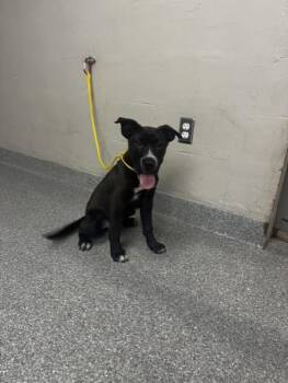 A185751 -  Labrador Retriever and Mixed Breed Dog for Adoption in Pasadena, Texas - A185751 | PetCurious