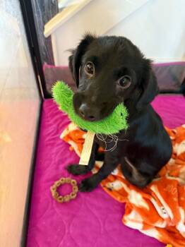 Lucha -  Chihuahua and Australian Shepherd Dog for Adoption in Coldwater, Michigan - Lucha | PetCurious