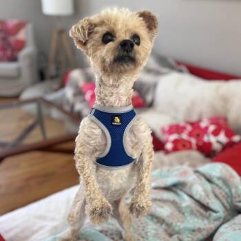 Poodle Dogs Available for Adoption - Jasper | PetCurious
