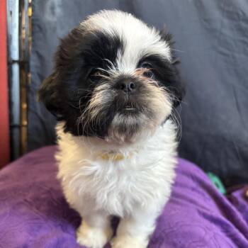 Shih Tzu Dogs Available for Adoption in Dallas, Texas - Sweet Potato | PetCurious
