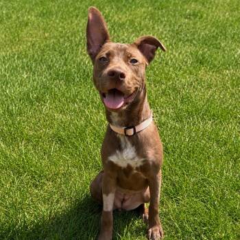 MIKIMOTO -  Mixed Breed Dog Available for Adoption in Cranston, Rhode Island - MIKIMOTO | PetCurious