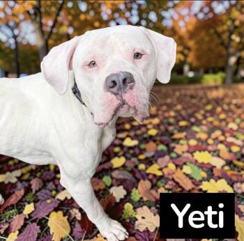 Yeti -  Boxer Dog for Adoption in Irwin, Pennsylvania - Yeti | PetCurious