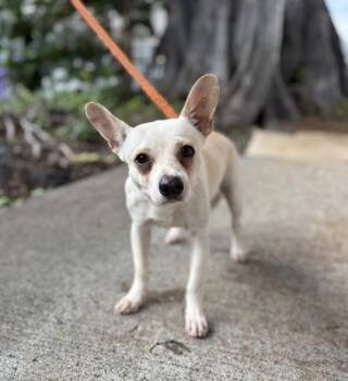 Terrier and Mixed Breed Dogs Available for Adoption - Scooter | PetCurious