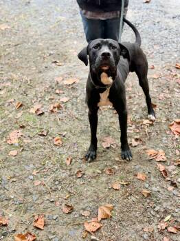 BIG -  Mixed Breed Dog for Adoption in Elizabethtown, North Carolina - BIG | PetCurious