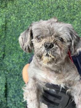 Shih Tzu and Mixed Breed Dogs Available for Adoption in El Paso, Texas - WAFFLE | PetCurious