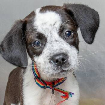 HARBOR SEAL -  Pointer and Mixed Breed Dog for Adoption in St. Louis, Missouri - HARBOR SEAL | PetCurious