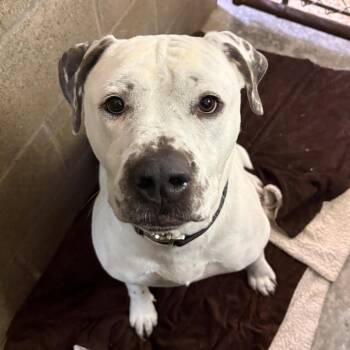 Junior -  Pit Bull Terrier and American Bulldog Dog for Adoption in Chehalis, Washington - Junior | PetCurious