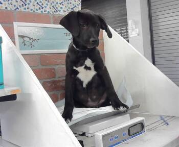 Staffordshire Bull Terrier and Mixed Breed Dogs Available for Adoption in Houston, Texas - ESSIE | PetCurious