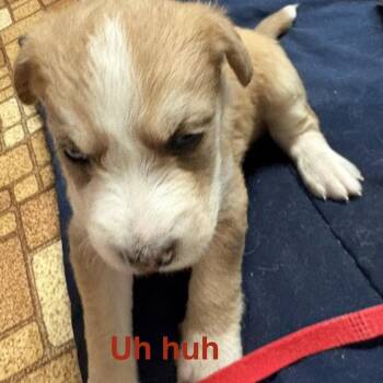 Uh-huh (Red collar) -  Australian Shepherd and Poodle Dog for Adoption in La Grange, Kentucky - Uh-huh (Red Collar) | PetCurious