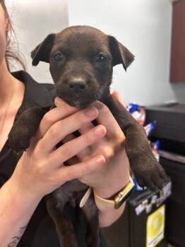 Pit Bull Terrier Dogs Available for Adoption in Gautier, Mississippi - Claire | PetCurious