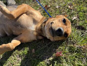 Rescue Mixed Breed Dogs for Adoption in Conway, South Carolina - Meet Meadow — Former Teen Mom, Current Best Friend Material! | PetCurious