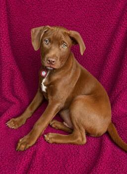 Mickey -  Labrador Retriever Dog Available for Adoption in Nashville, Tennessee - Mickey | PetCurious