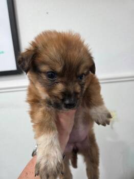 Manchester Terrier Dogs Available for Adoption in Brookings, Oregon - Montana | PetCurious