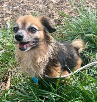WHEESLEY -  Chihuahua Dog for Adoption in Leesburg, Virginia - WHEESLEY | PetCurious