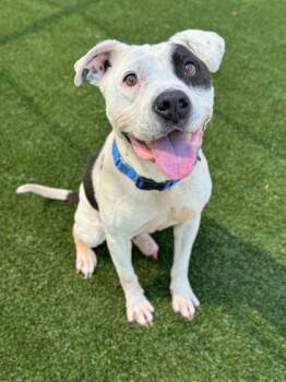 Terrier and Mixed Breed Dogs Available for Adoption in Gastonia, North Carolina - Cleatus | PetCurious