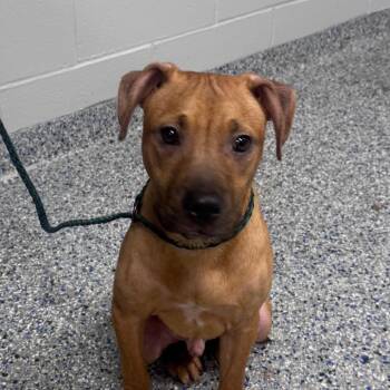 Castiel -  Redbone Coonhound and Mixed Breed Dog for Adoption in Greenville, South Carolina - Castiel | PetCurious